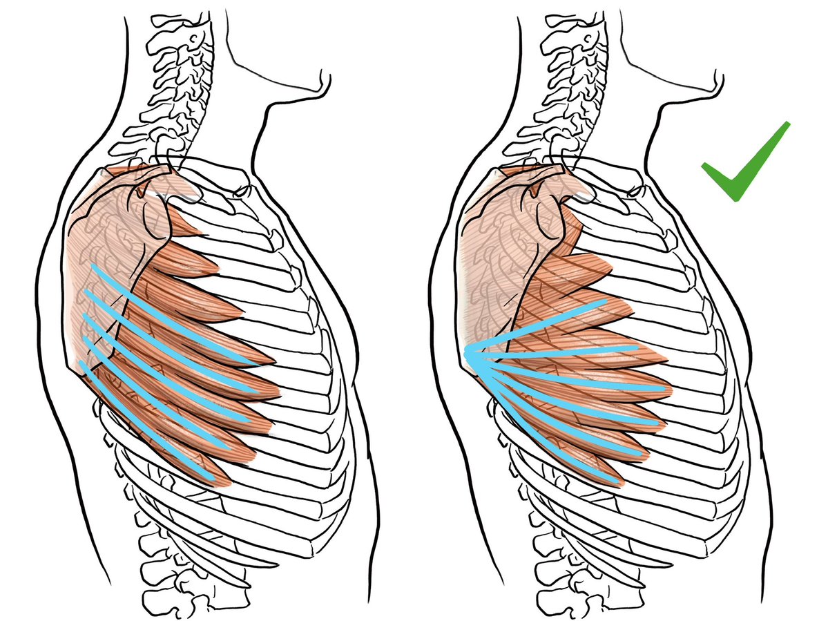 伊豆の美術解剖学者 tweet media