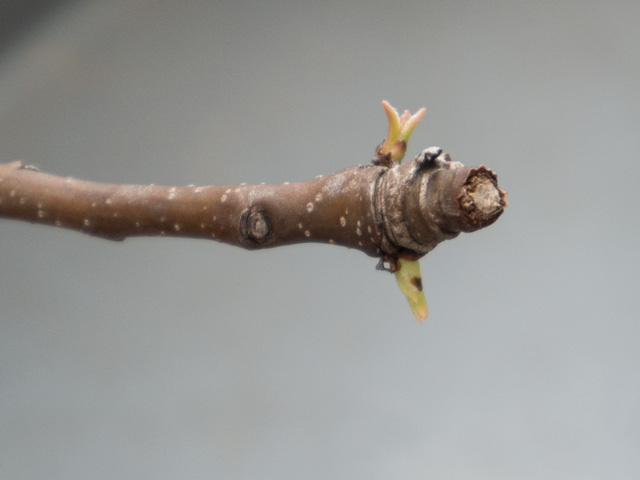 passe colmar tweet media