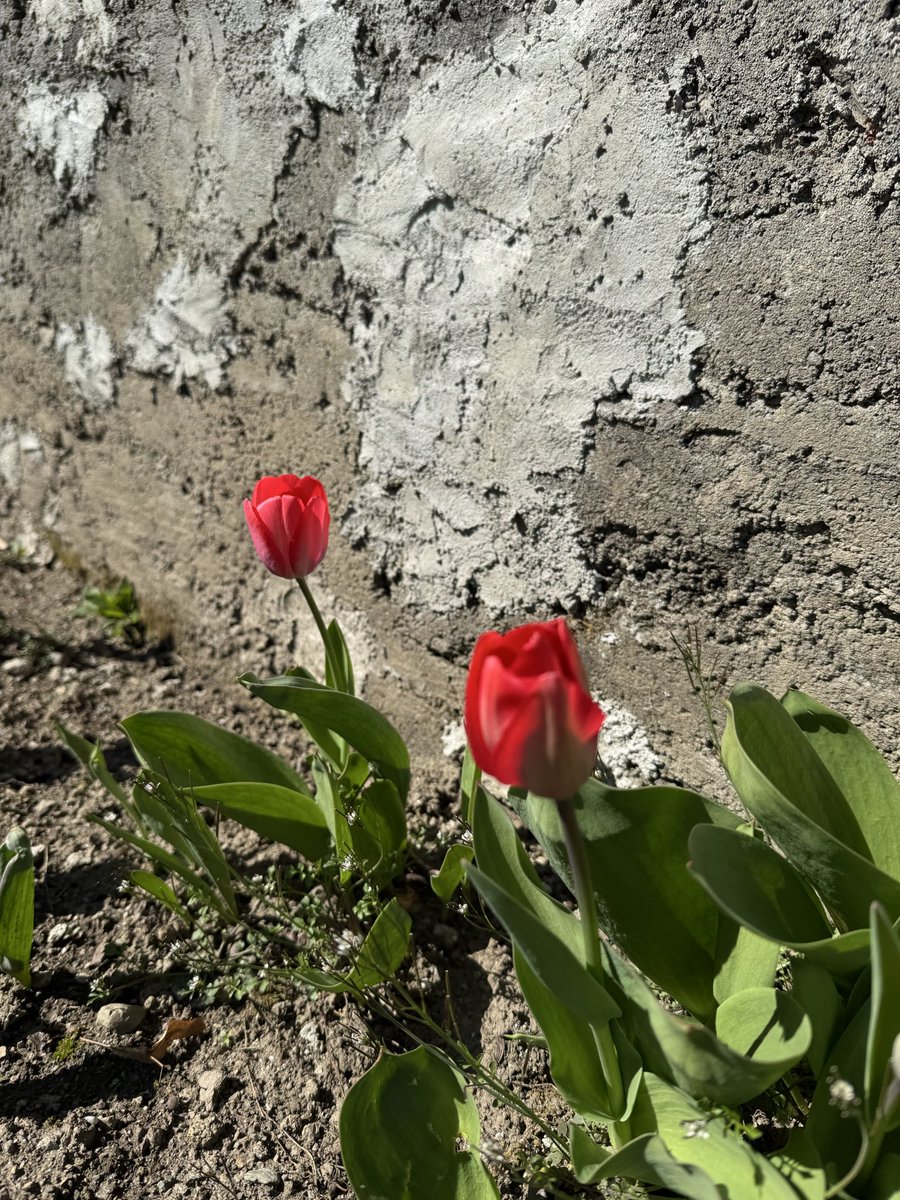 stefano 🏳️‍🌈 tweet media