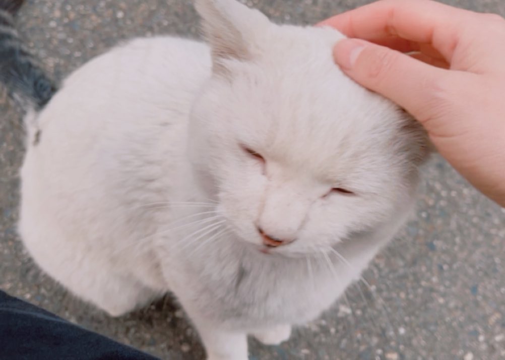 𝐦𝐚𝐫𝐢𝐜𝐨𝐜𝐨🫖🌷 tweet media