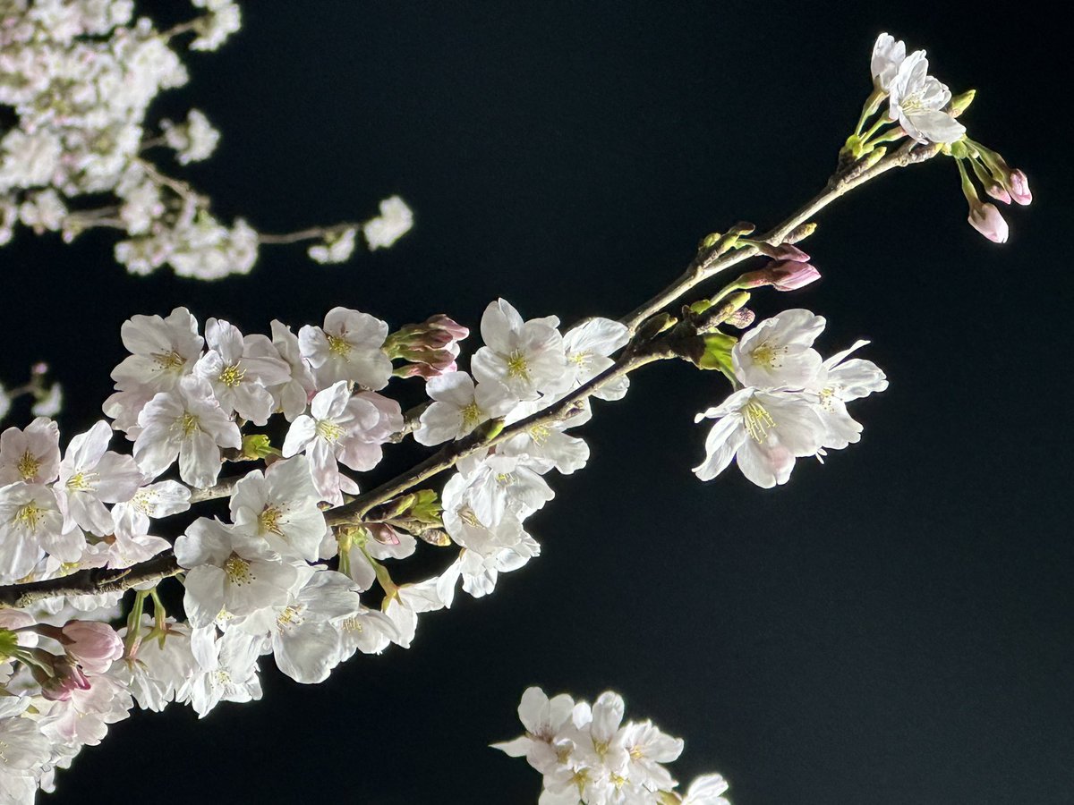 波多野健【はたの けん】武蔵村山市議会副議長 tweet media