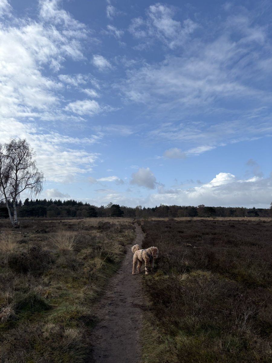 Stephan van Huis tweet media