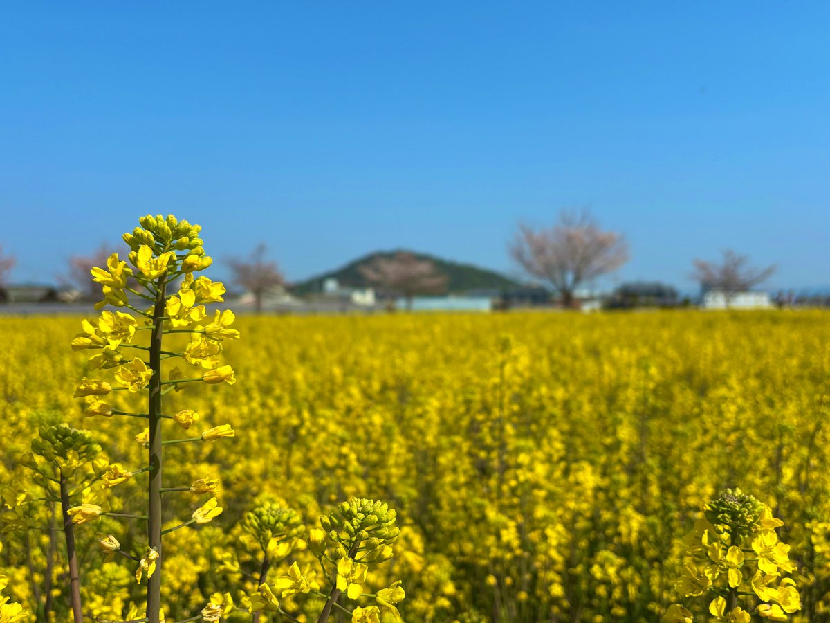 じょーじ tweet media