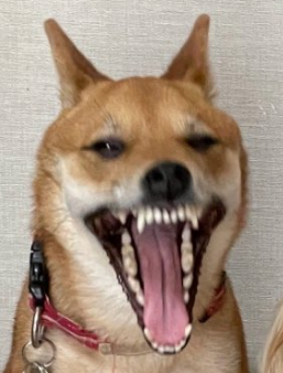 Cracker Cowboy Crocodile (Endangered) tweet media