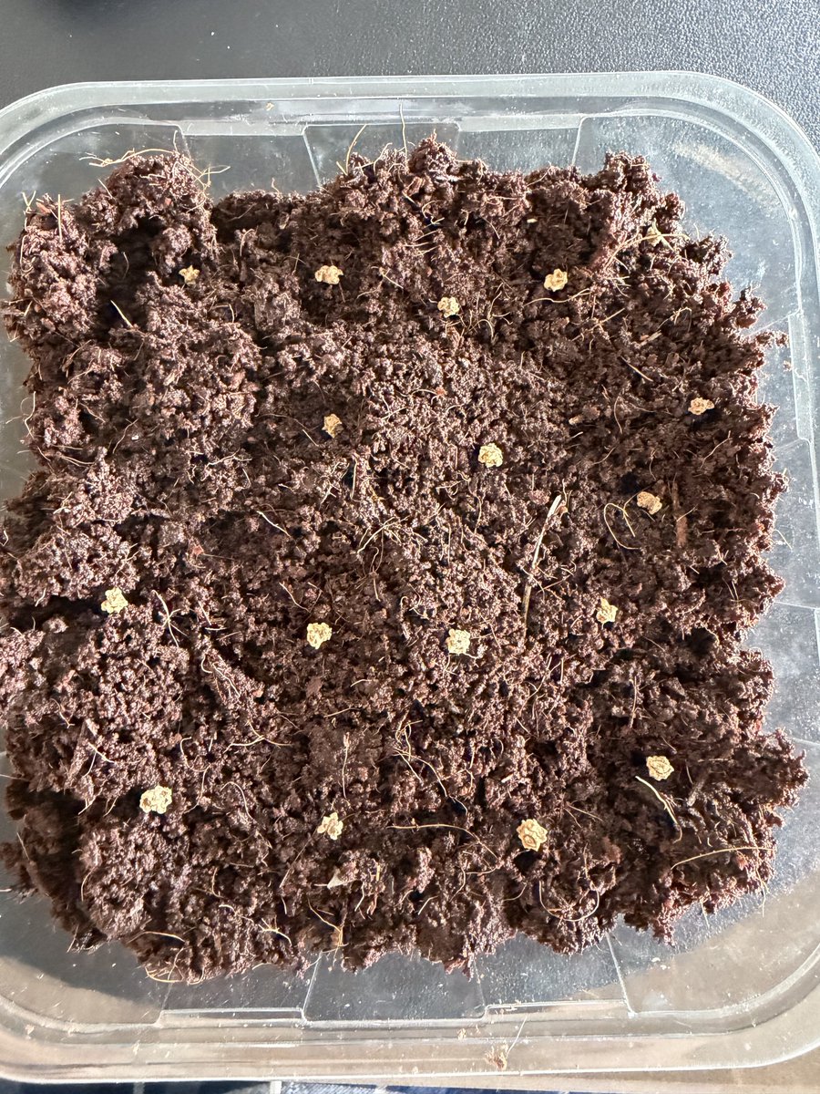 Mark van Hillo tweet media