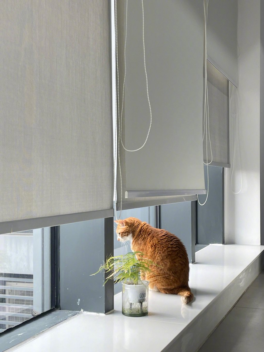 MBMuba's tweet photo. Just 5 mins of scrolling cute cat videos—my brain’s hitting reset before the next task  #OfficeVibes #SneakyBreak https://t.co/E7C8ow880R