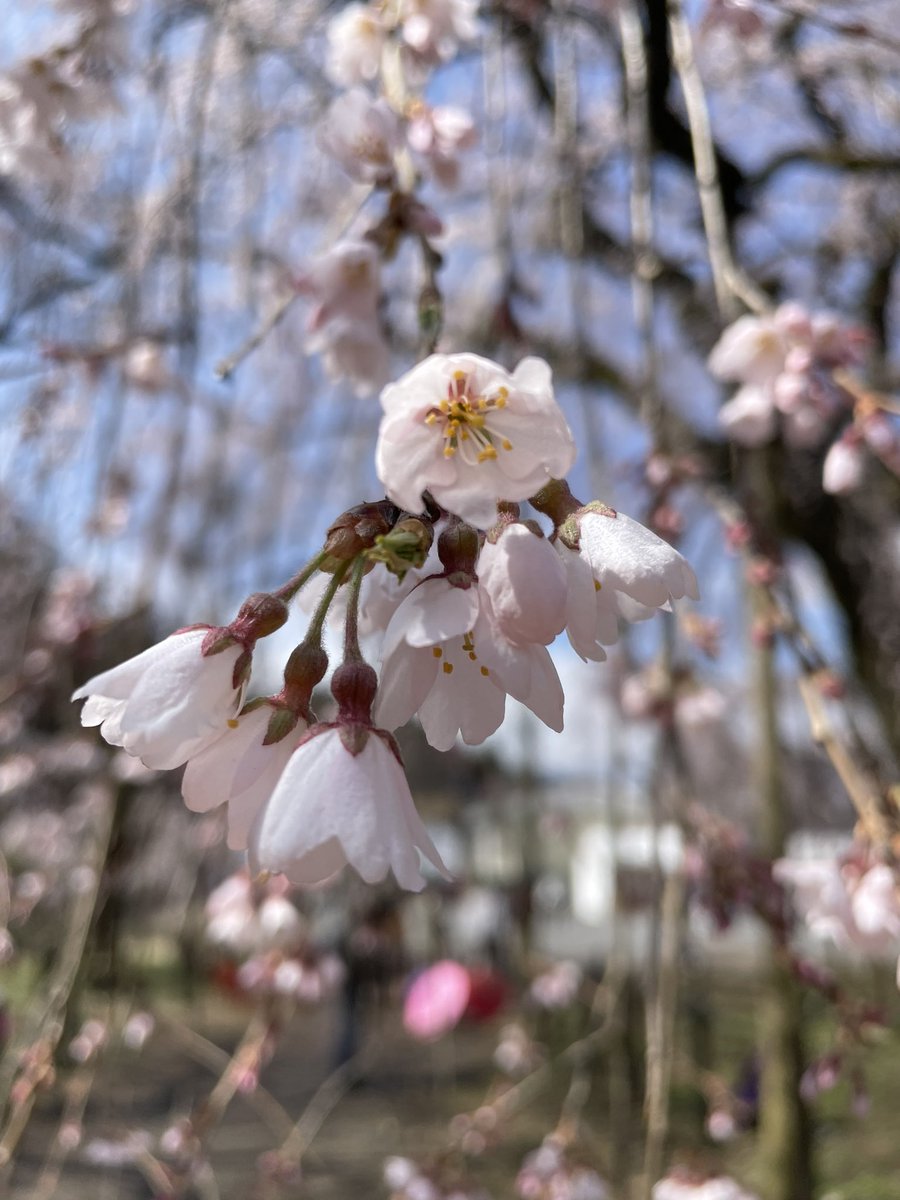 ならの tweet media