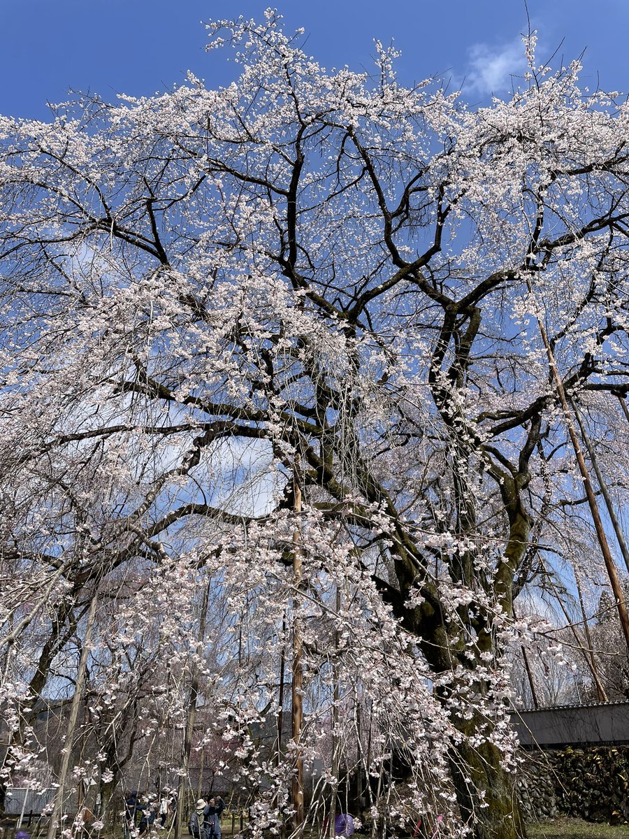 ならの tweet media