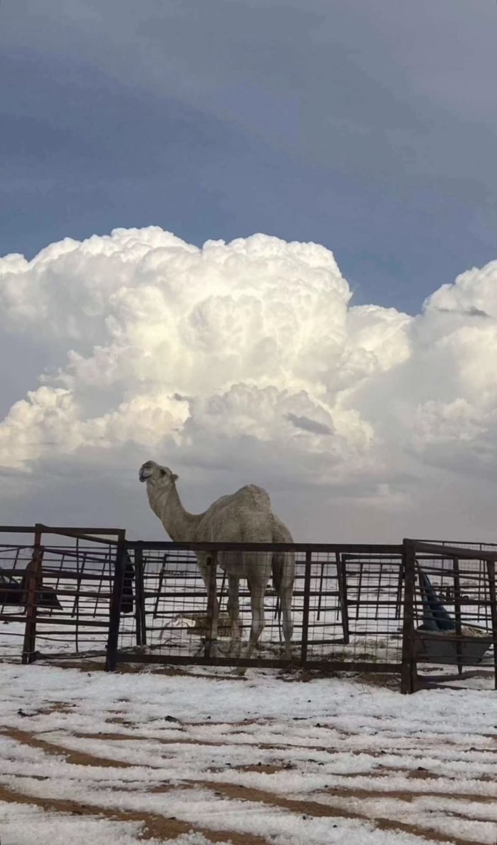 حُلم بنت خالد  tweet media