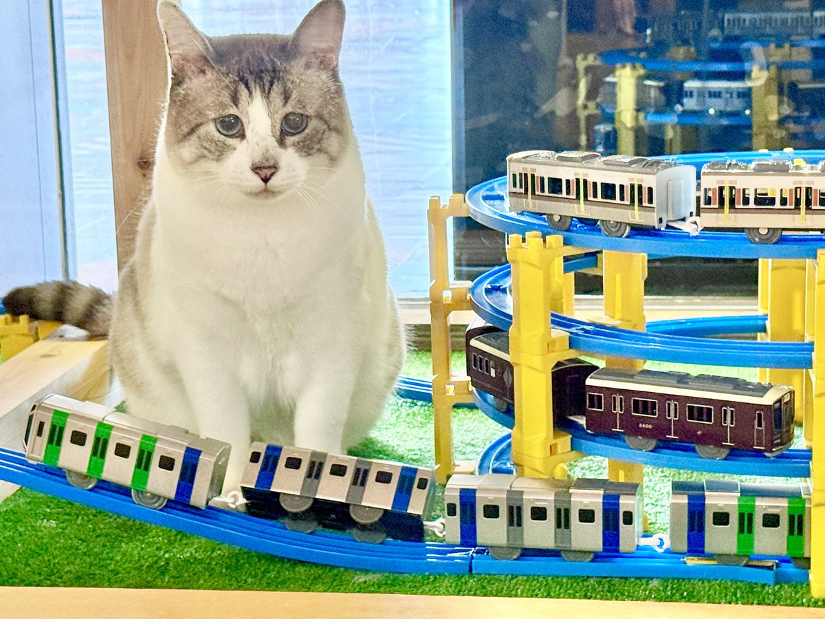 保護猫カフェ 大阪文化館・ジオラマ食堂 Cats Wonderland Osaka-bay tweet media