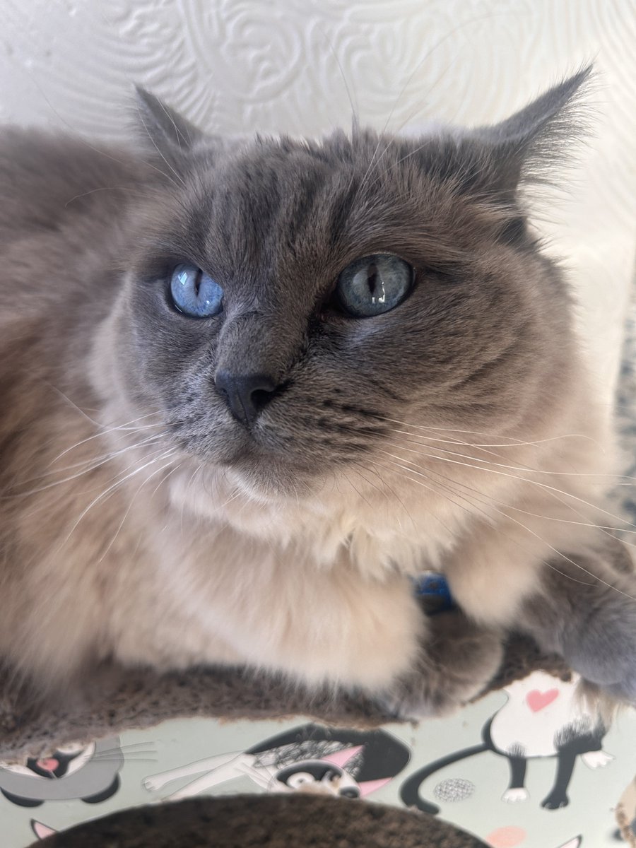 Elizabeth Radcliffe and Boots the Cat tweet media