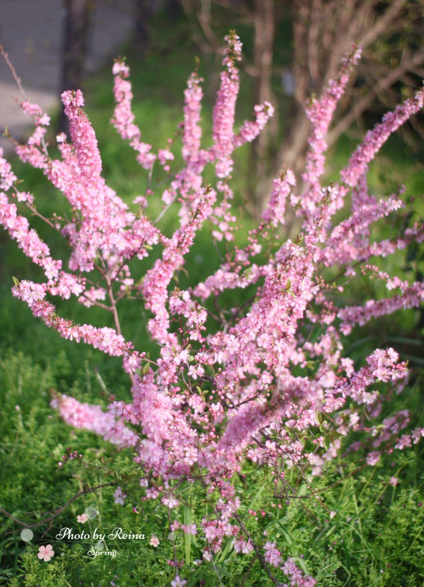 ฺฺ桜井 麗奈*𝚁𝚎𝚒𝚗𝚊*🐱🐾🌸🌹 tweet media