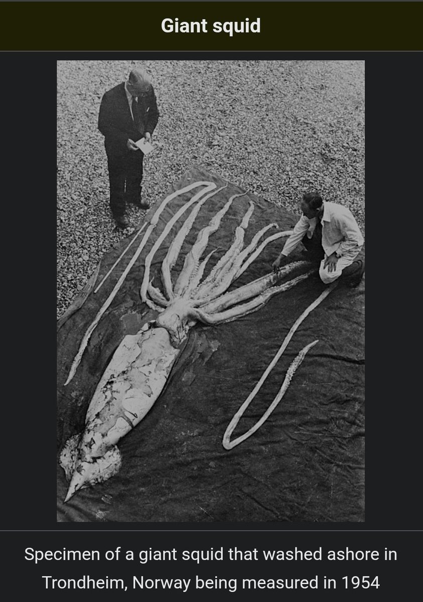 Till Wöhler tweet media