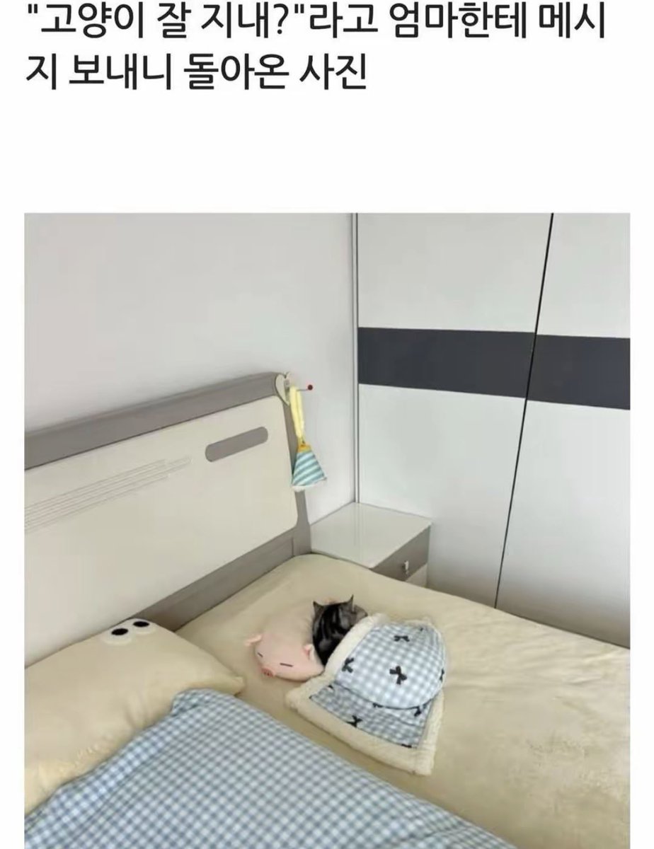 돌아온지지 tweet media