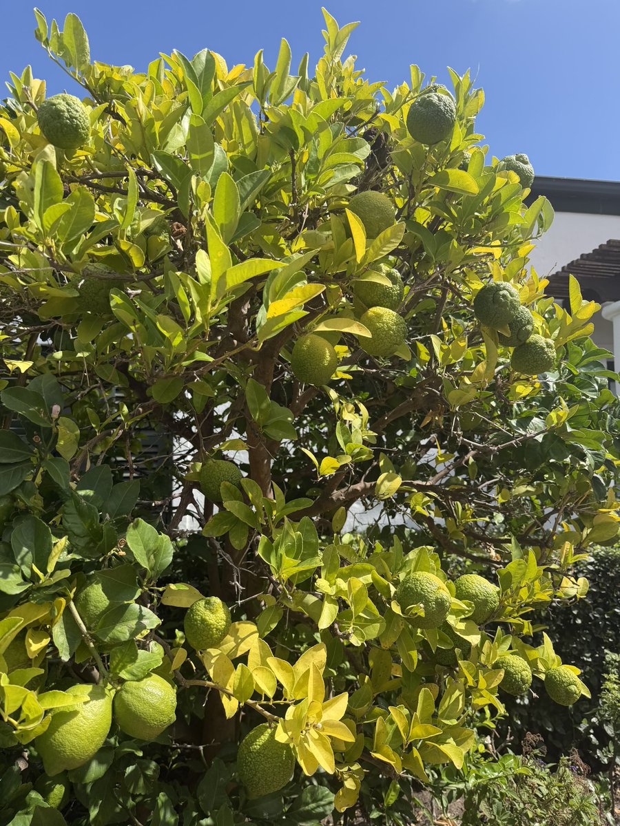 Wendy Tlou tweet media