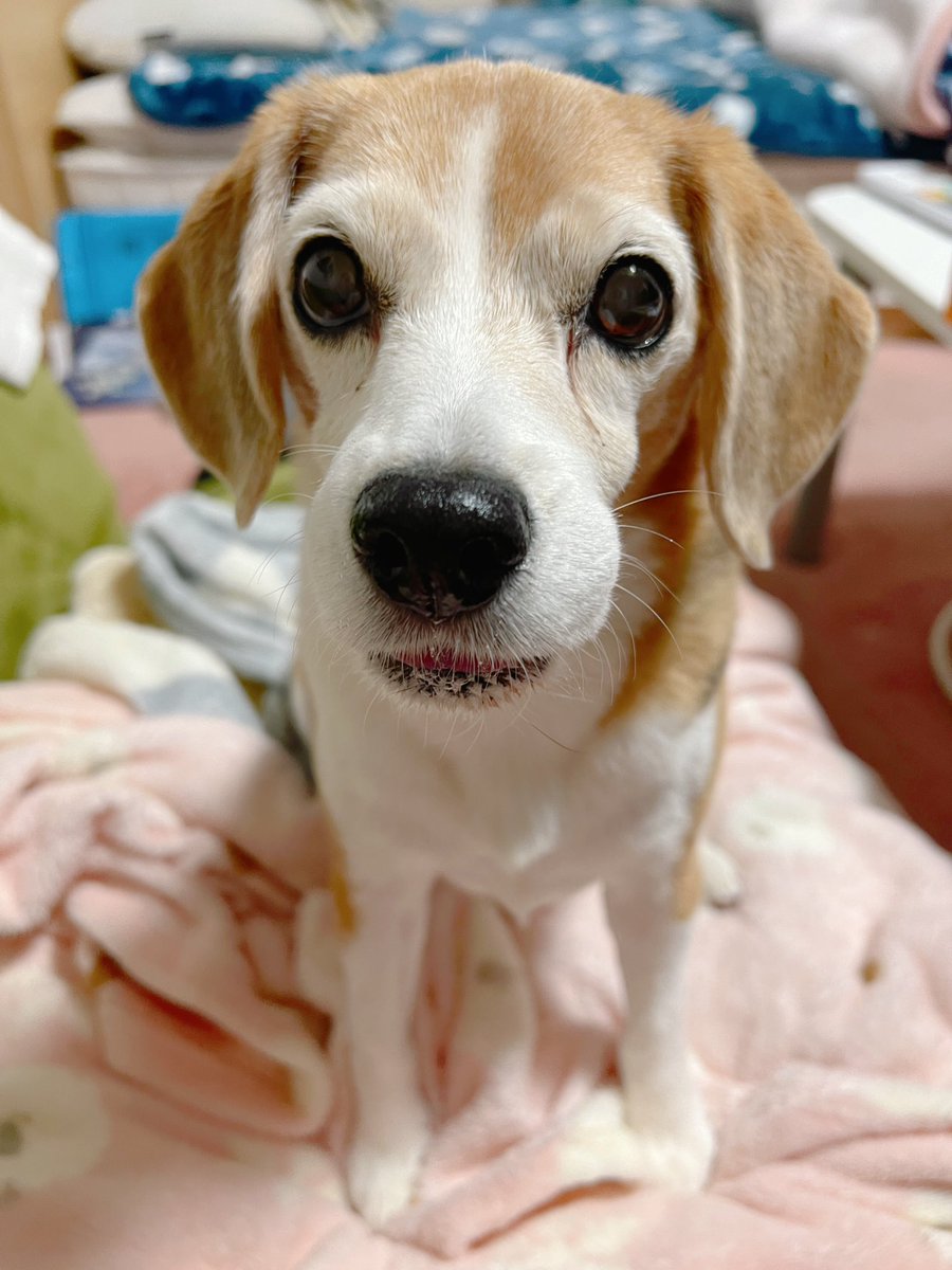 かおりん🎗️お空にちびっこ🪷🐕 tweet media