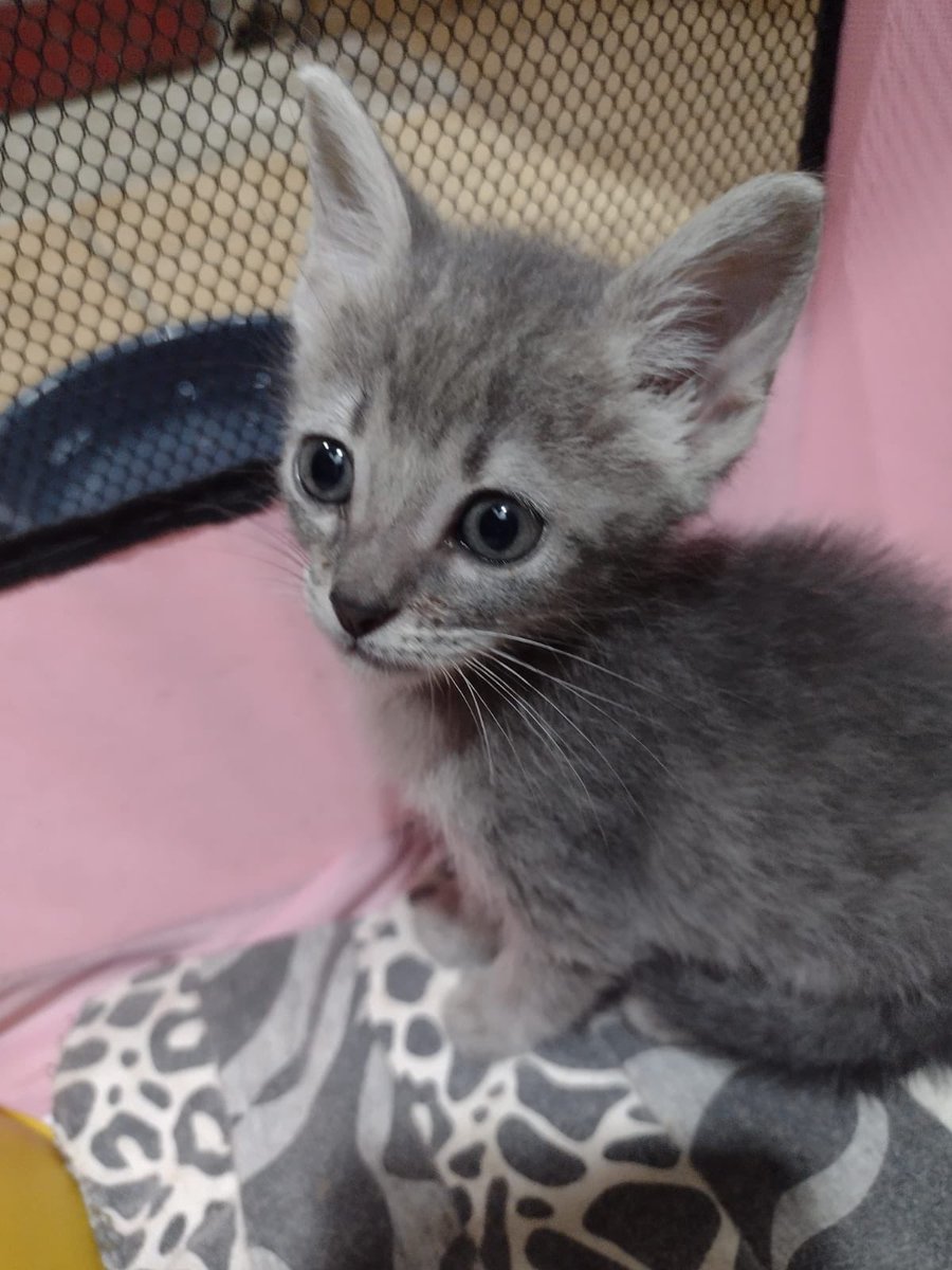 🇦🇷👑Merlina Addams🇻🇪🐱🇺🇦 tweet media