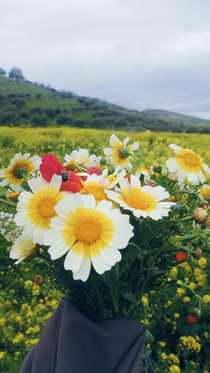 بِنت تِلمسآن ‏┇𓋜 tweet media