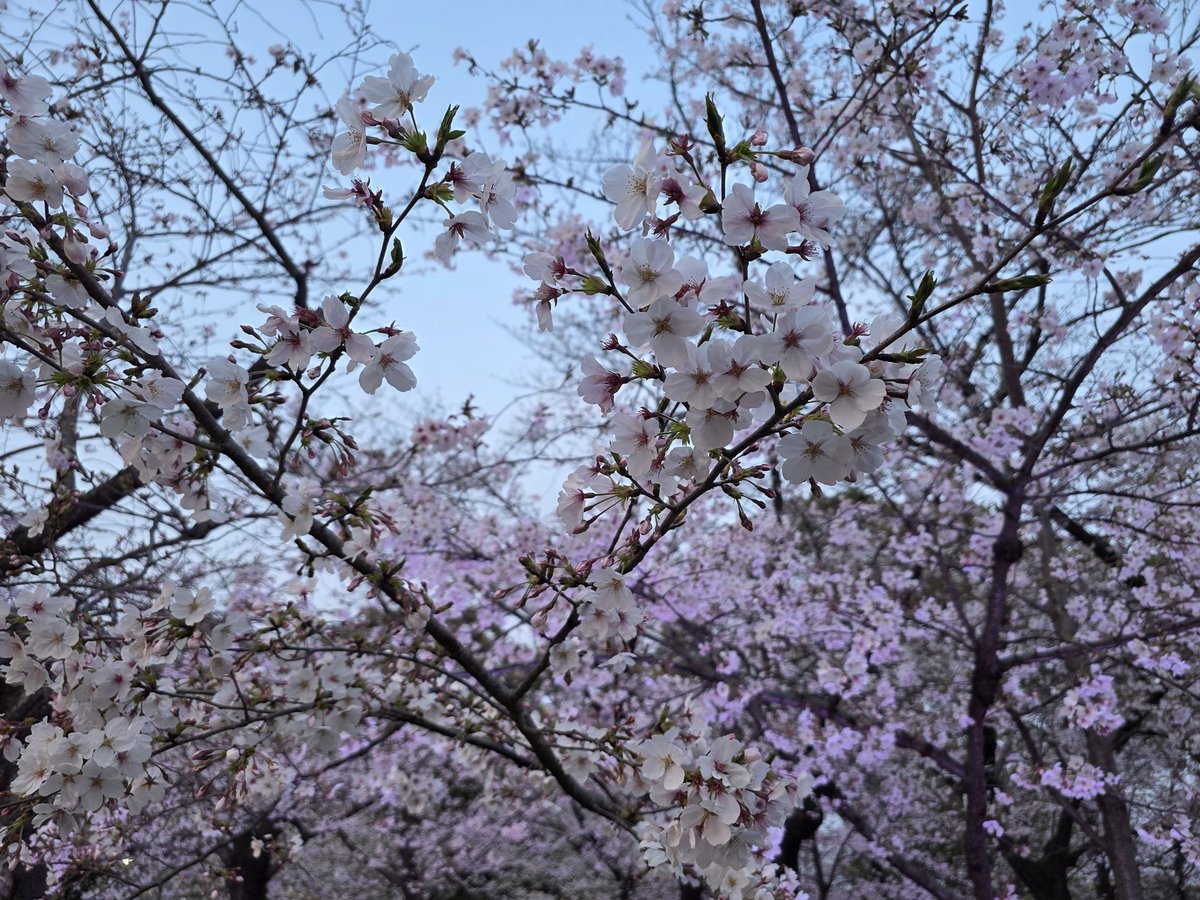 塩ぽい tweet media