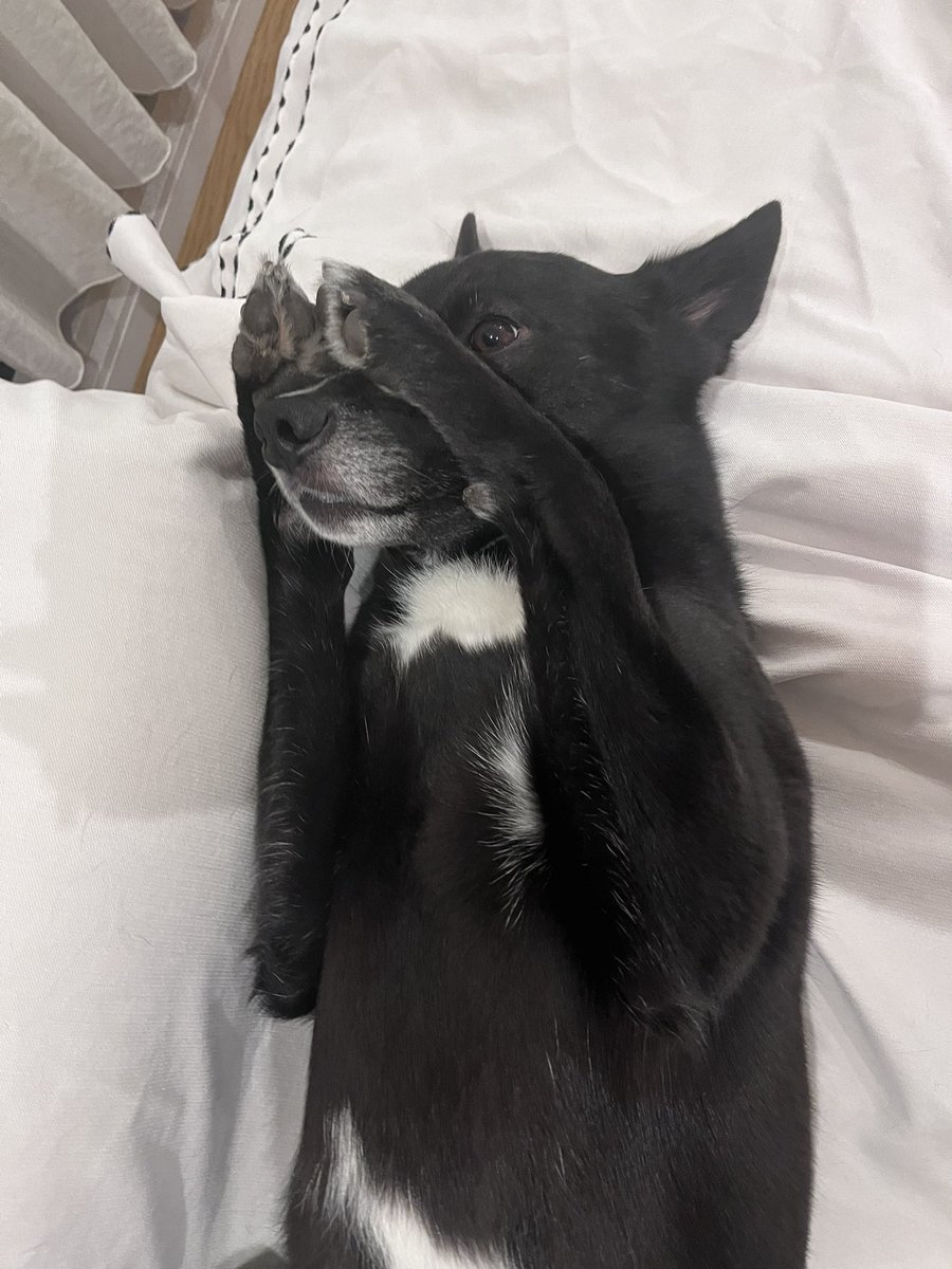 白と黒のいぬ tweet media