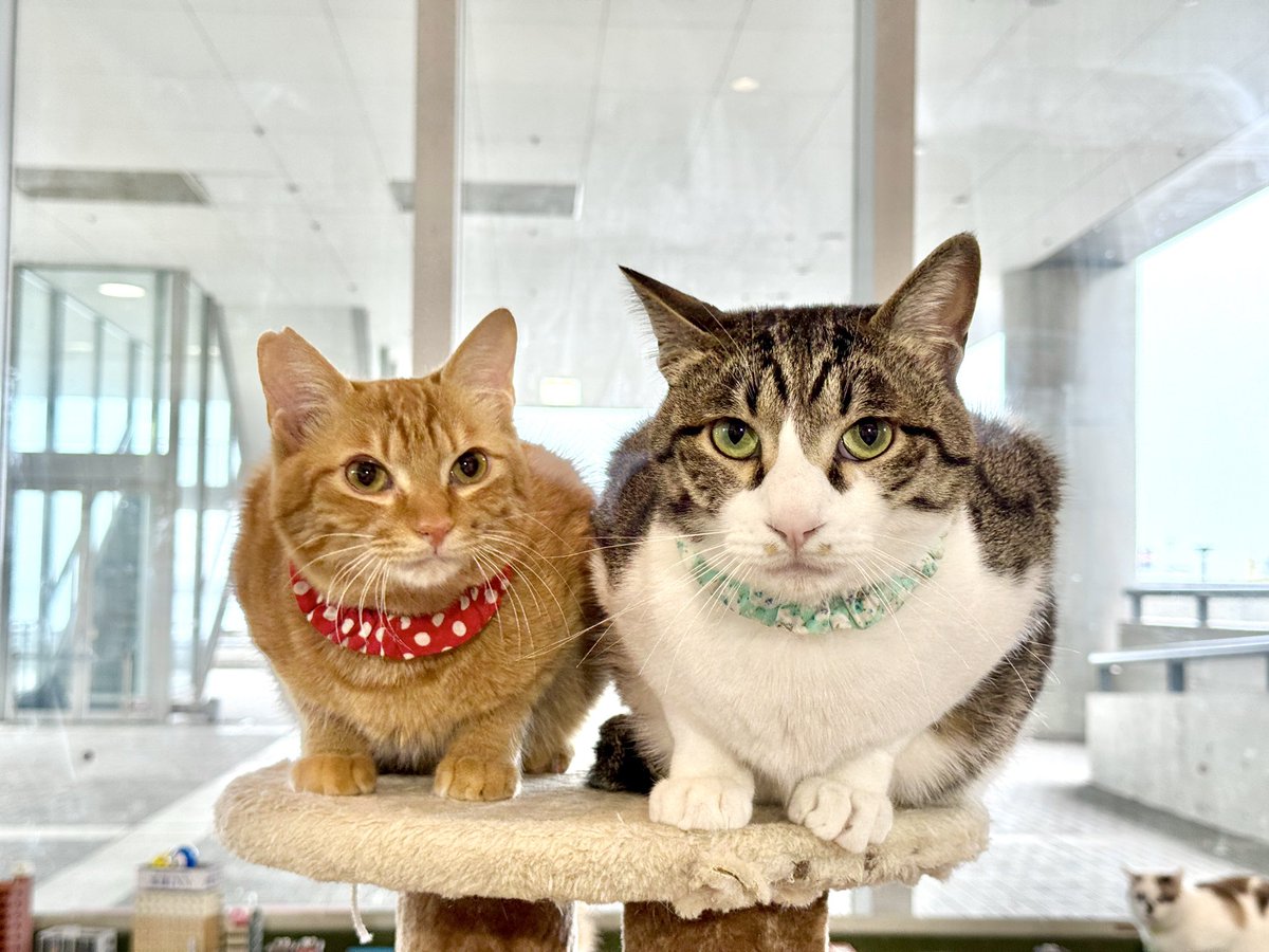 保護猫カフェ 大阪文化館・ジオラマ食堂 Cats Wonderland Osaka-bay tweet media