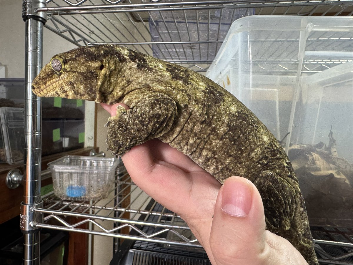 Reptile shop Listy Lizards List(ジャイゲコ部) tweet media