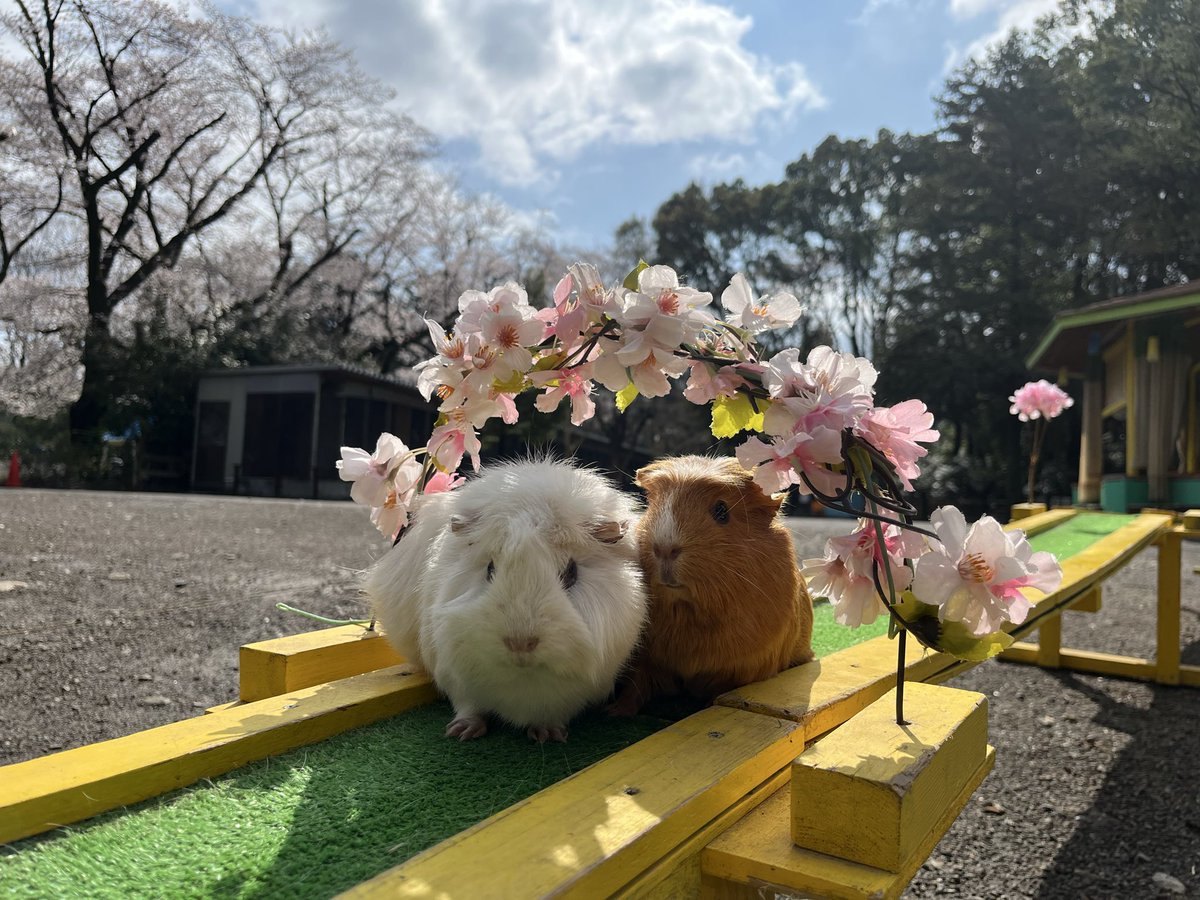 ChikozanZoo's tweet photo. 桜を見ながらおかえり橋を見ることができるのも今の桜が咲いている短い期間しかありません！🌸

ぜひ桜が咲いている時期ならではのおかえり橋ぜひ見に来てください！🐹

写真はソルト(左)とエビマヨ(右)です！

#テンジクネズミ
＃ちこテン
#智光山公園こども動物園 https://t.co/lwlSZZuAO8