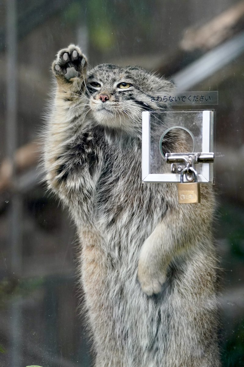 元ゲオルゲ tweet media