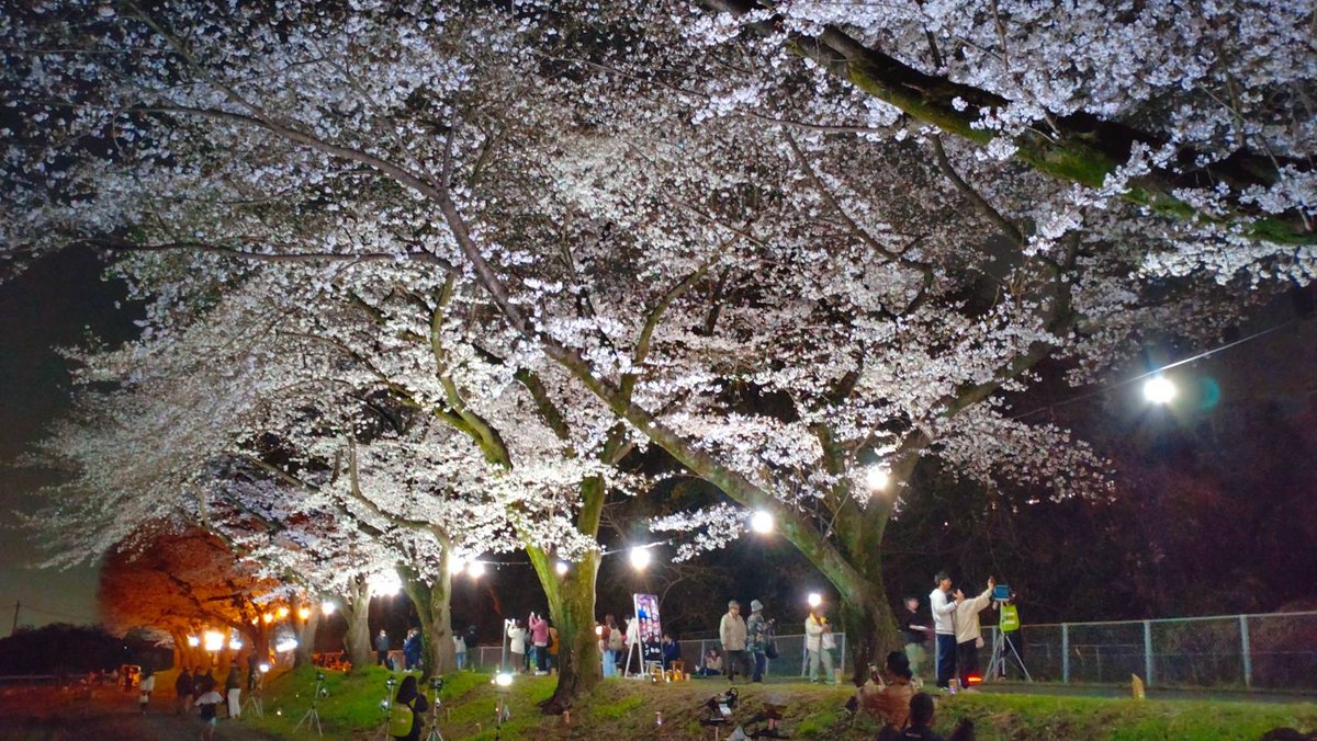 minuma_sakura's tweet photo. 🌸#ライトアップ 🌸
📷R8.3.28撮影 

夜桜、キレイですよ〜✨️

明日まで開催中です！
ぜひお越しください😊

#さいたまさくら2026
#見沼田んぼの桜回廊  
#ソメイヨシノ 
#見沼桜サポ https://t.co/gyRTWqn0WW