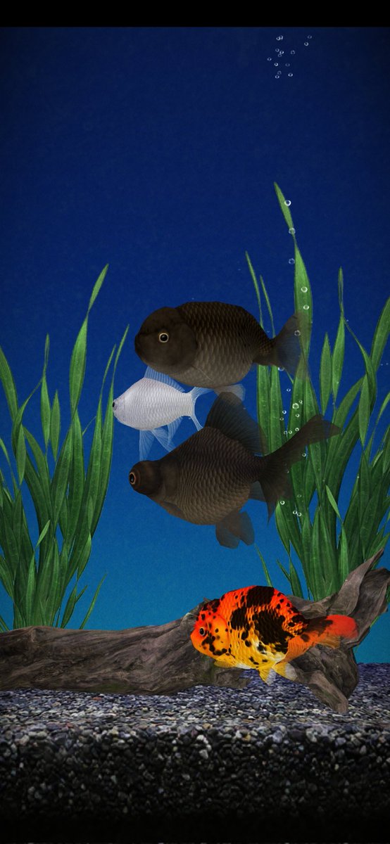 K4Bfy's tweet photo. 頭痛にイヴクイックDX。ありがとー😭死にかけから回復してきた❗

金魚飼育アプリの金魚大きくなった https://t.co/pJcA2eUwmY