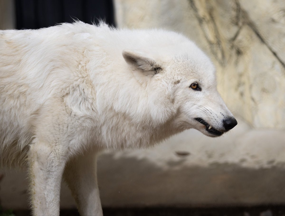 yuki / 動物写真 tweet media