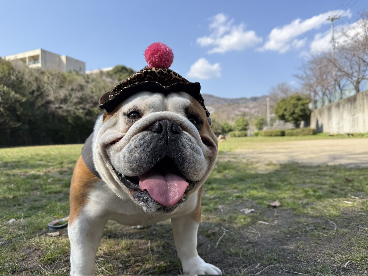 へびっこ母ちゃん tweet media