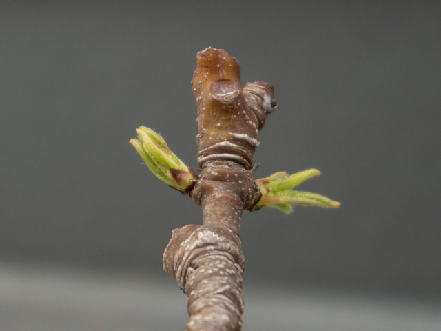 passe colmar tweet media