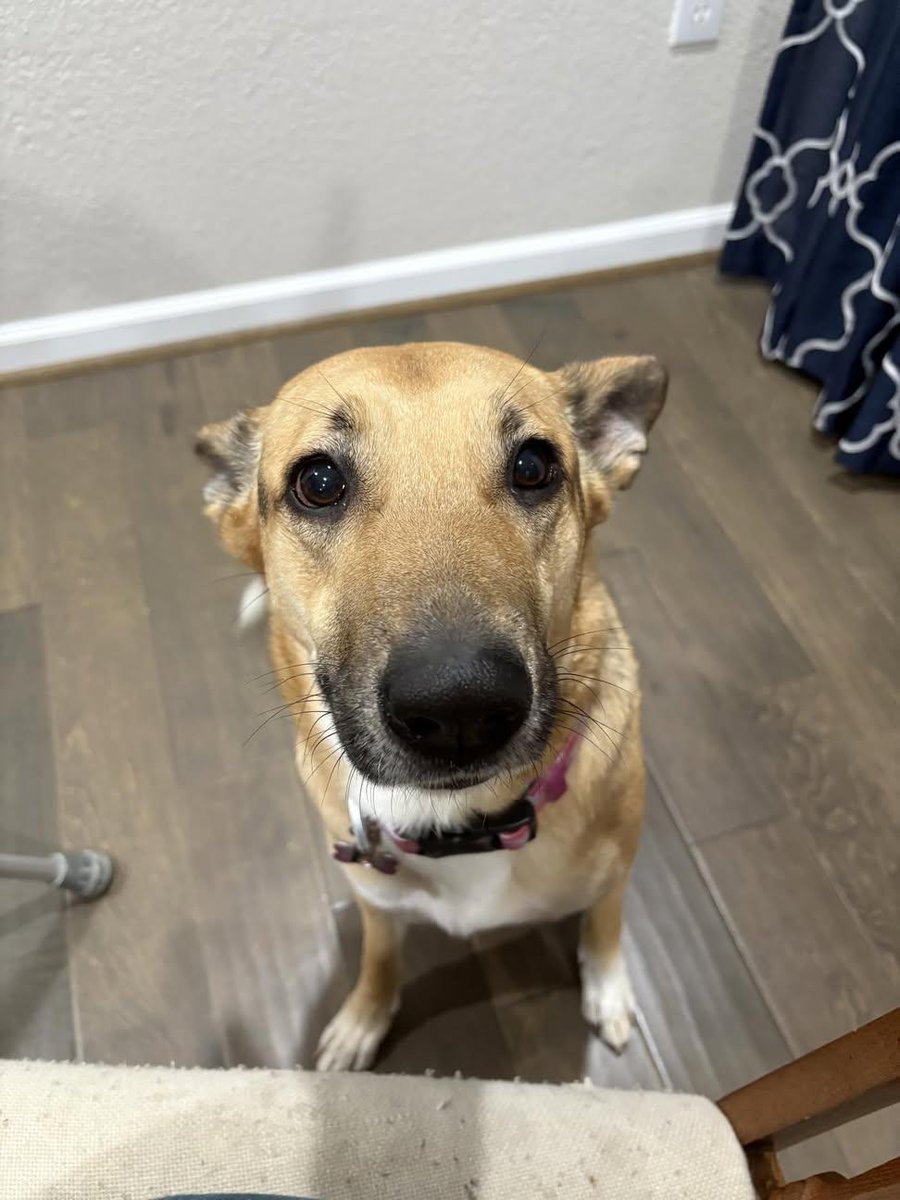 The Husky tweet media