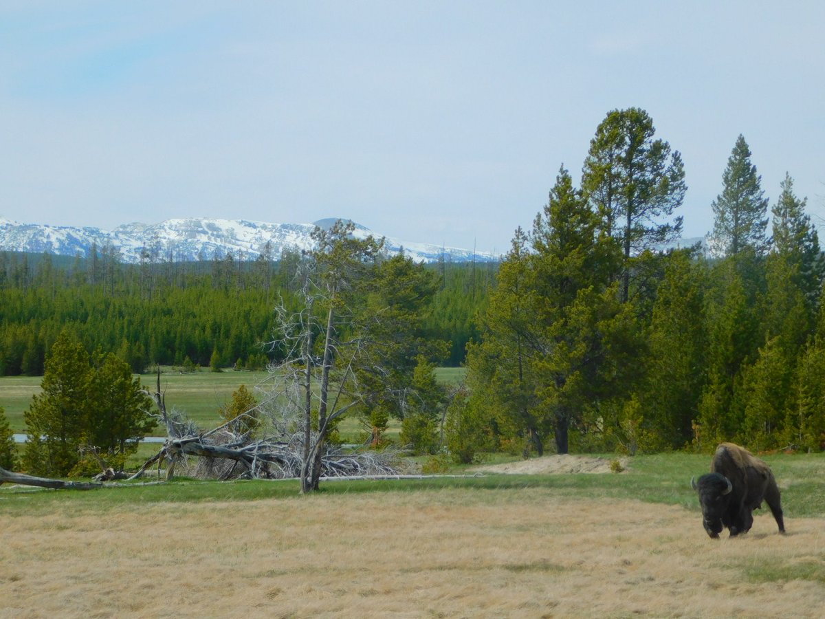 VollBird 🇺🇸 tweet media