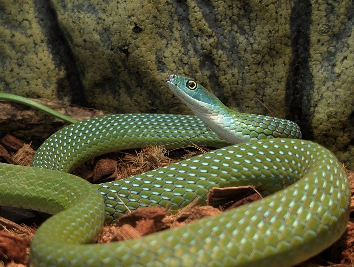 D.N.A高知店 tweet media