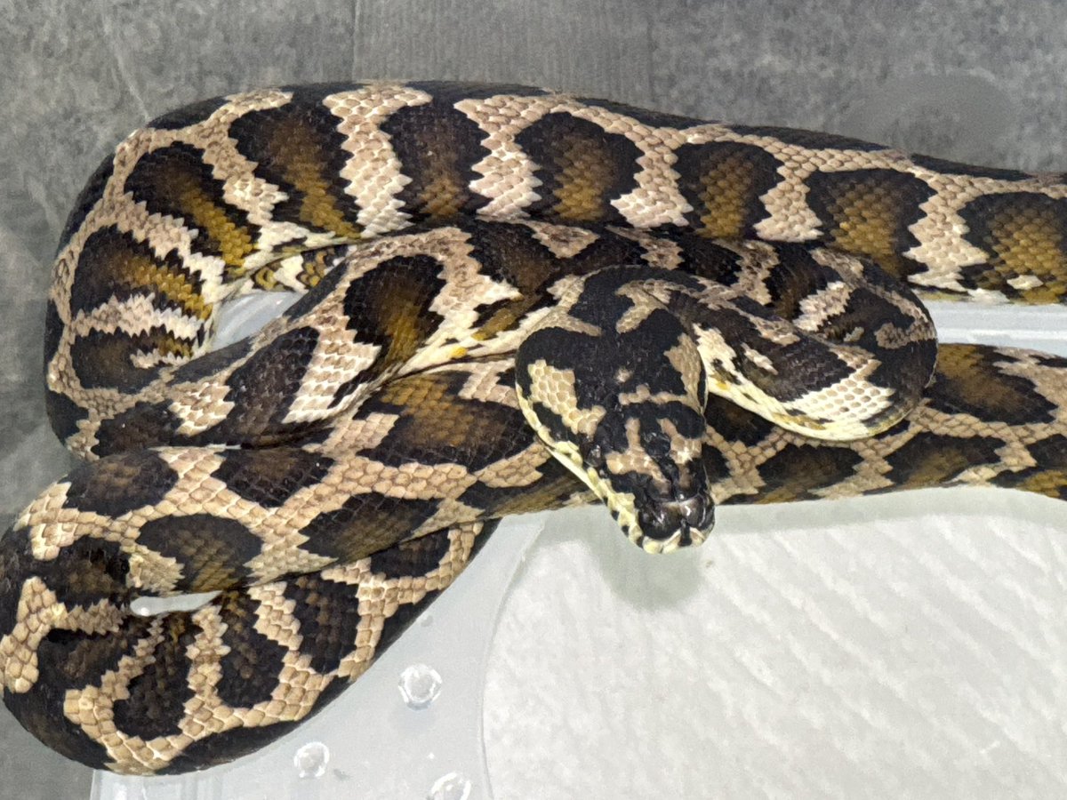 D.N.A高知店 tweet media