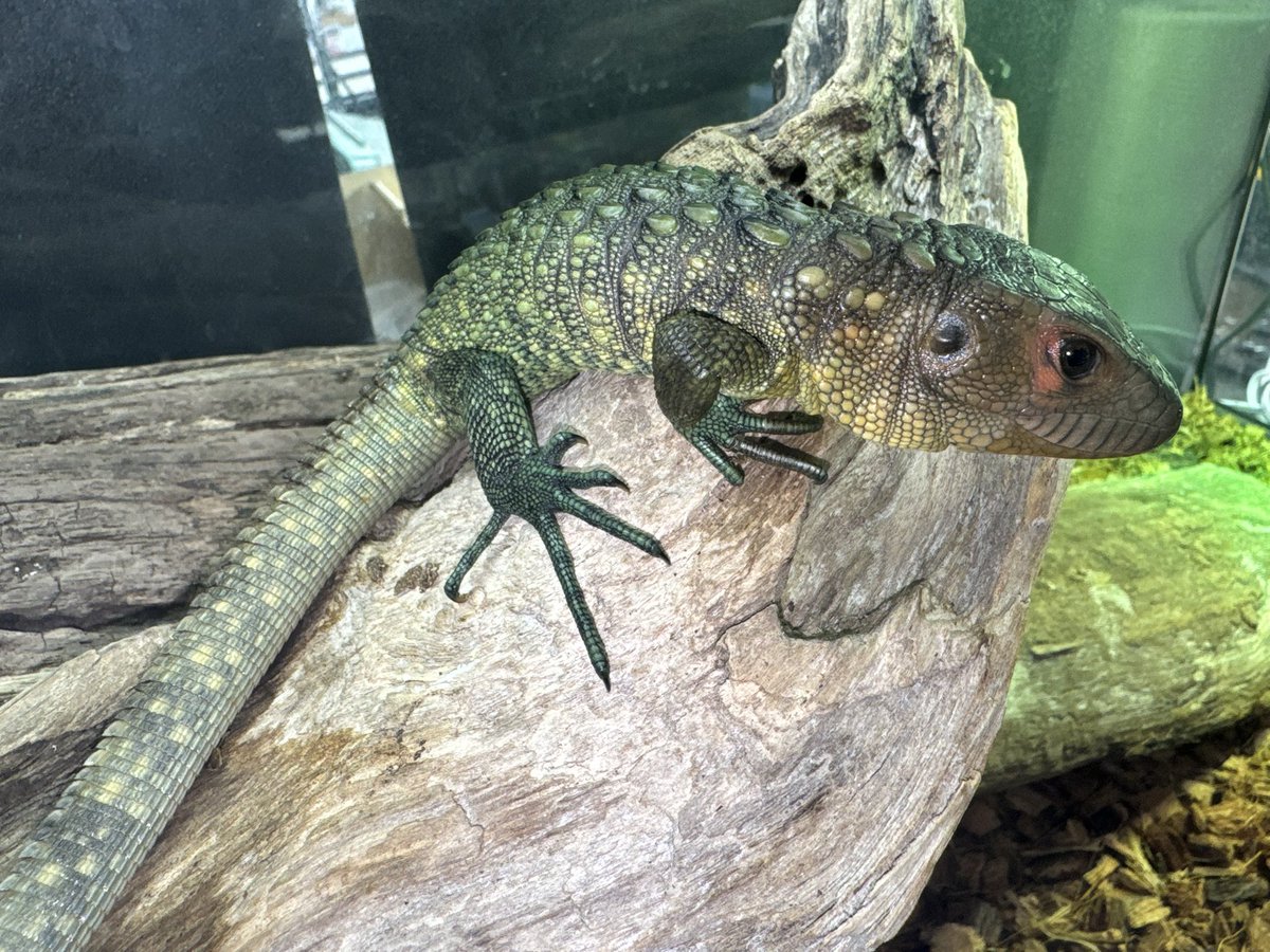 D.N.A高知店 tweet media