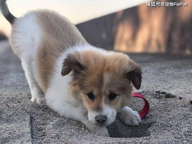 sorin mantea tweet media