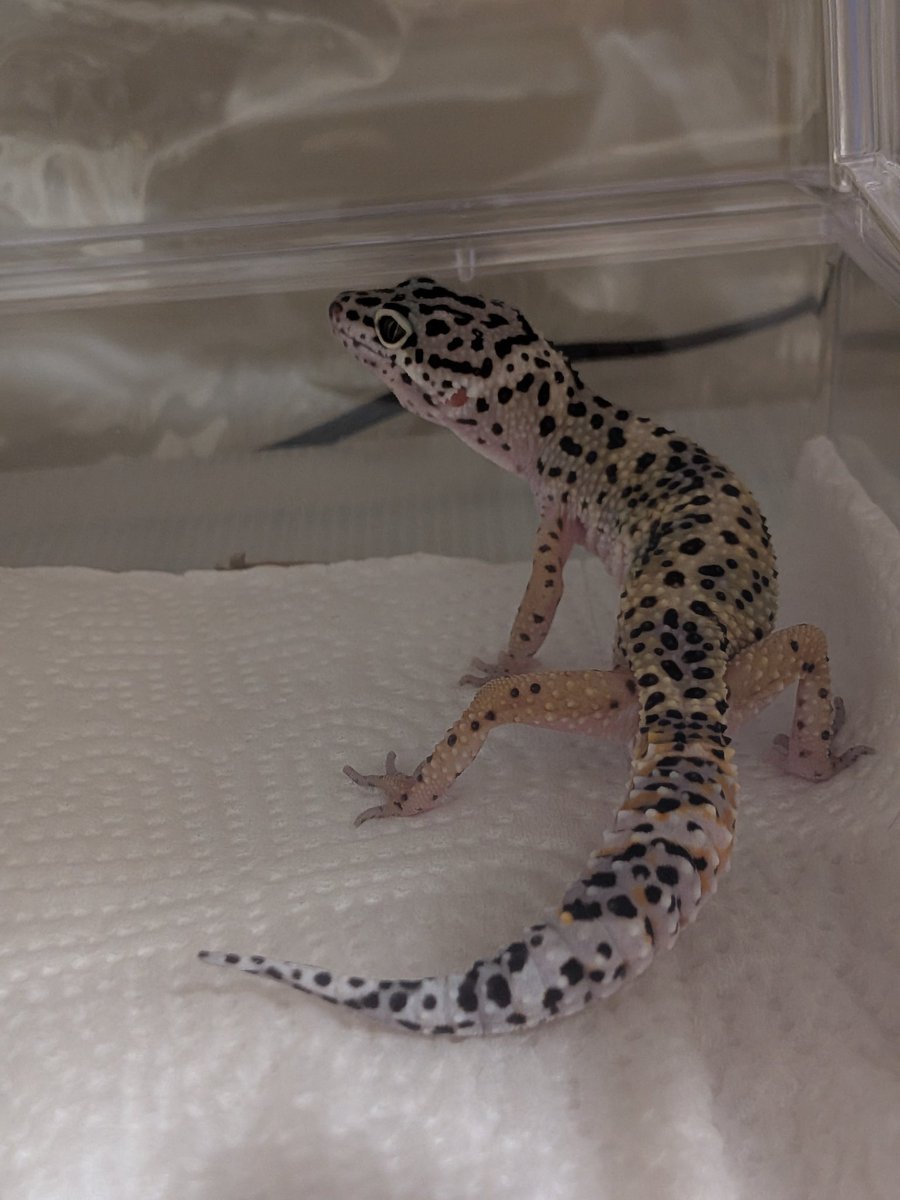 みさきち tweet media