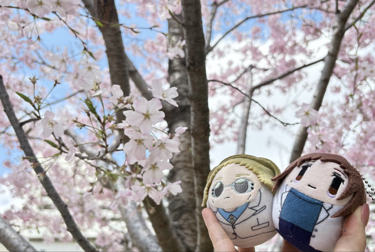 esu_otaku's tweet photo. 桜と大人七硝〜🌸 https://t.co/90qqogOBRj