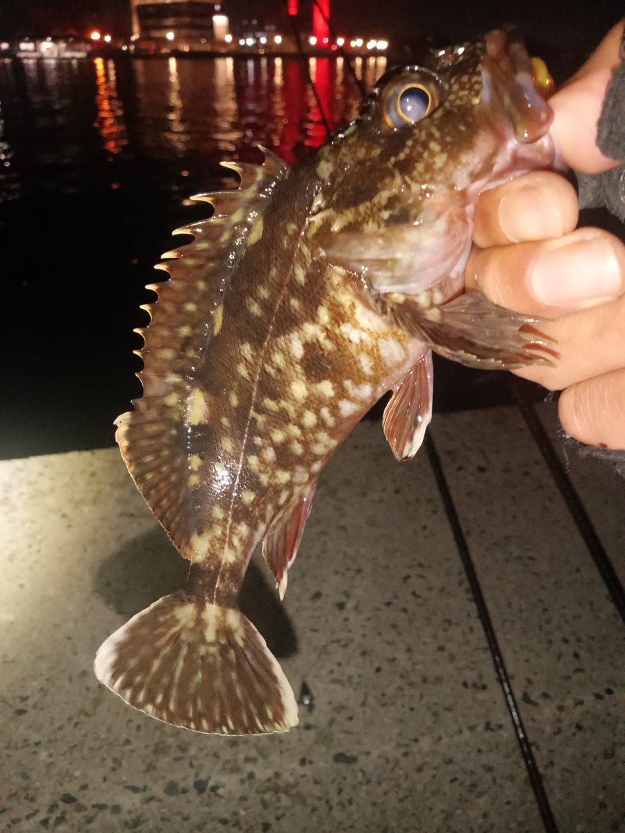 コマじろう tweet media