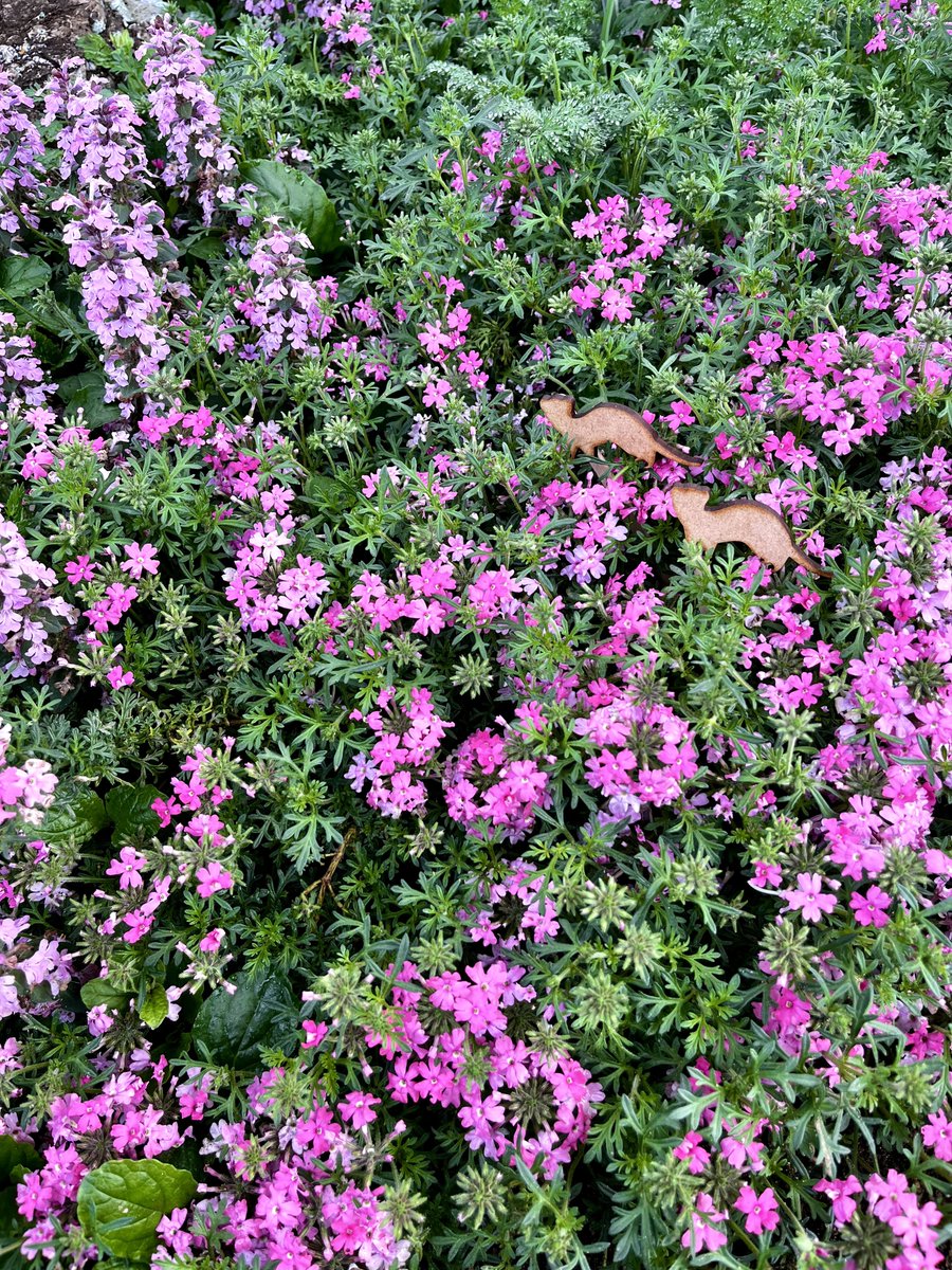 やま家(やまけ) tweet media