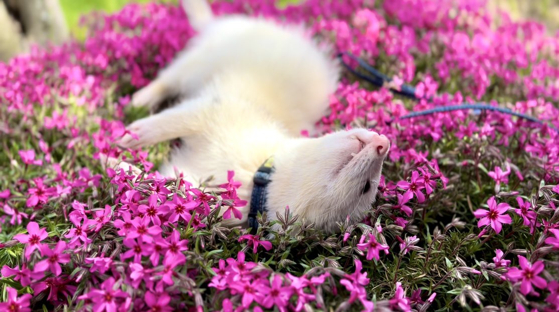 やま家(やまけ) tweet media