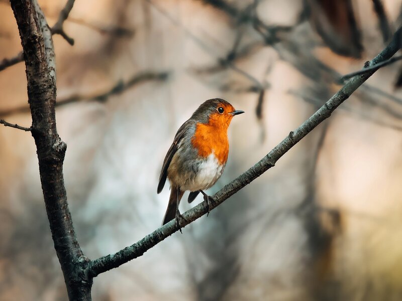 [Sortie nature]

Chut ! Écoutez… Les oiseaux sont tout autour de nous 🐦️ et avec l'aide d'un animateur vous pourrez apprendre à les déterminer.

Samedi 04 avril
Réservation sur notre site : billetterie-cleres.seinemaritime.fr/detail-activit…