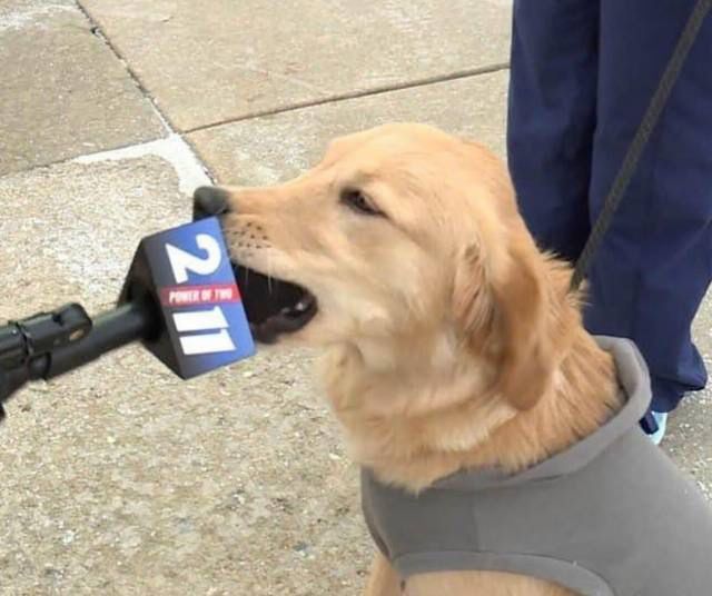 horse dentist tweet media