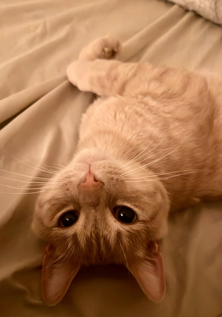 Magyar Bank tweet media