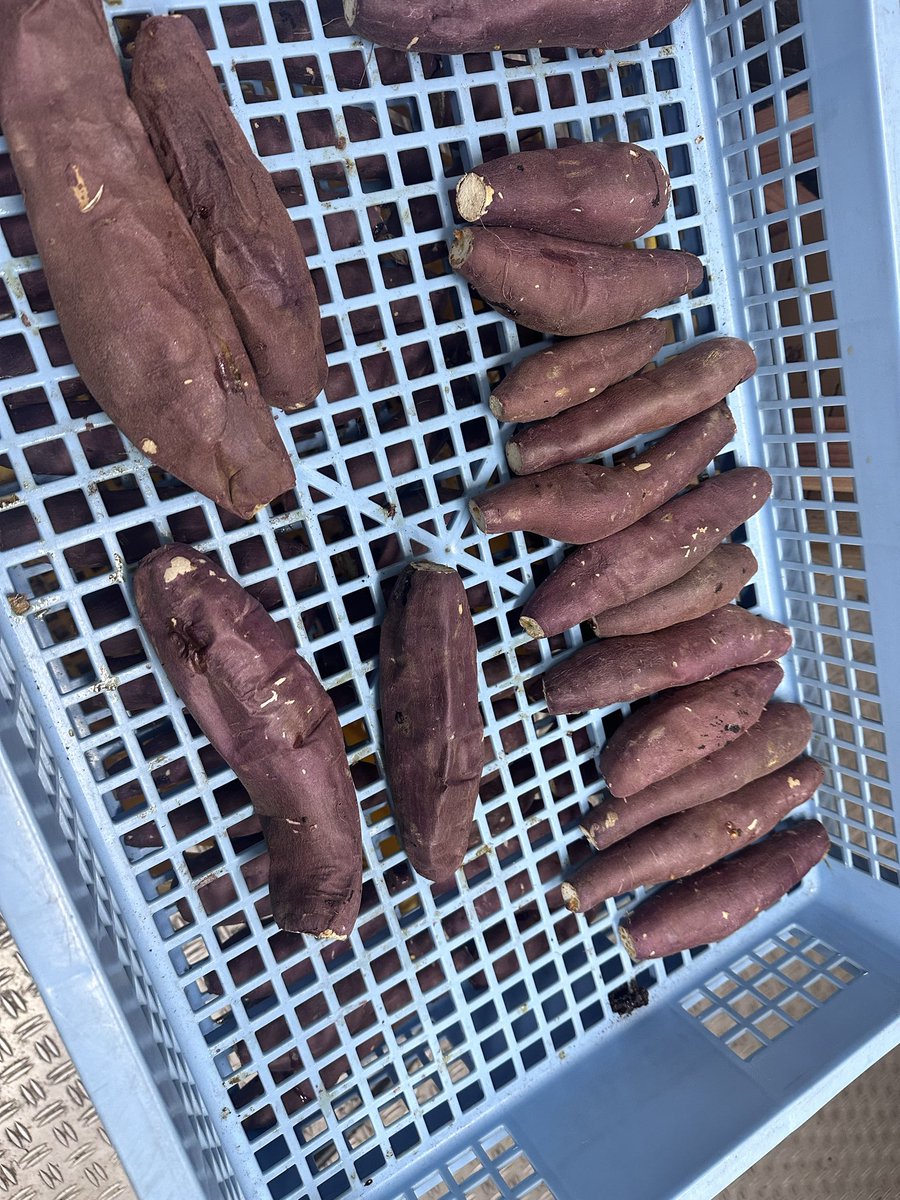 飯島一貴 tweet media