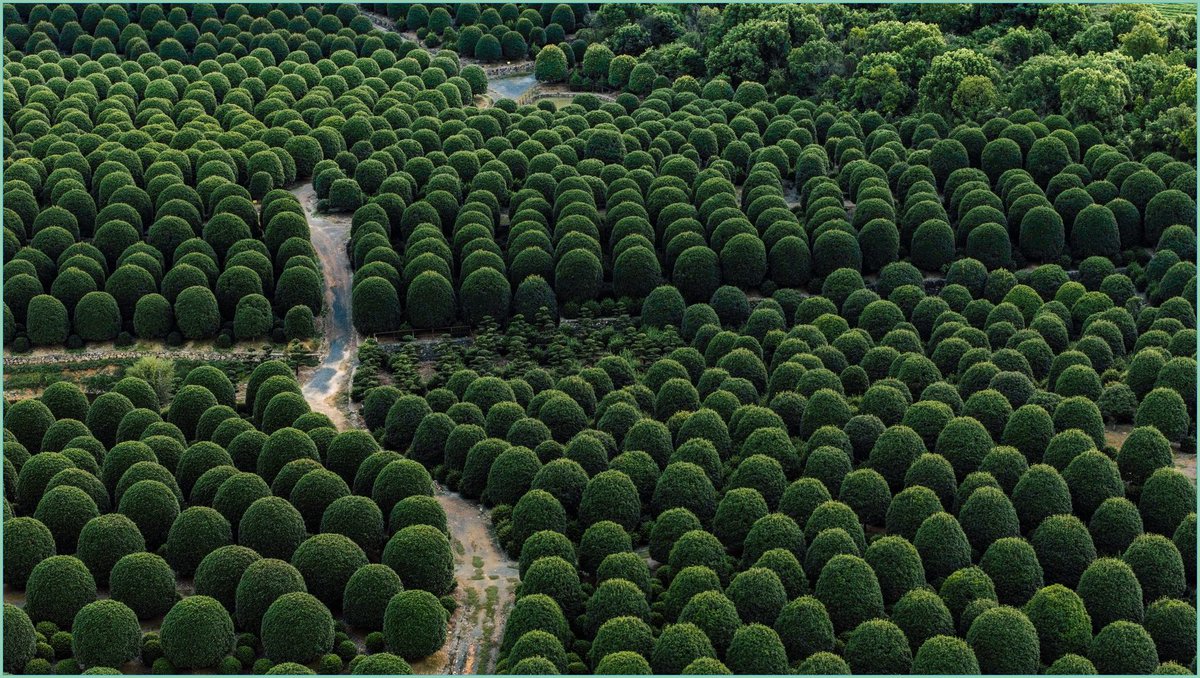 Bu orman filtreli değil, gerçek. Efsane 🌲 #nevşehir