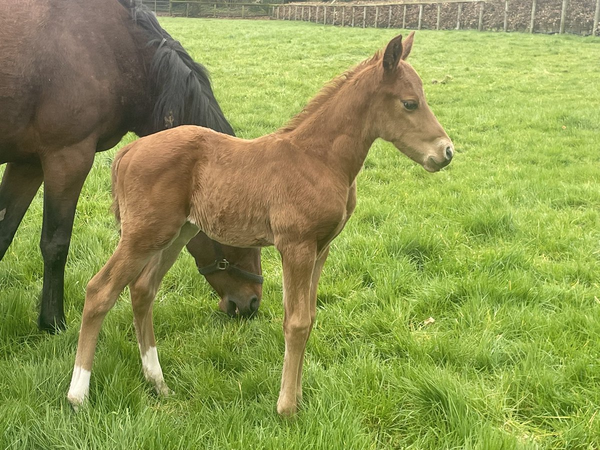 Seamus Ring tweet media